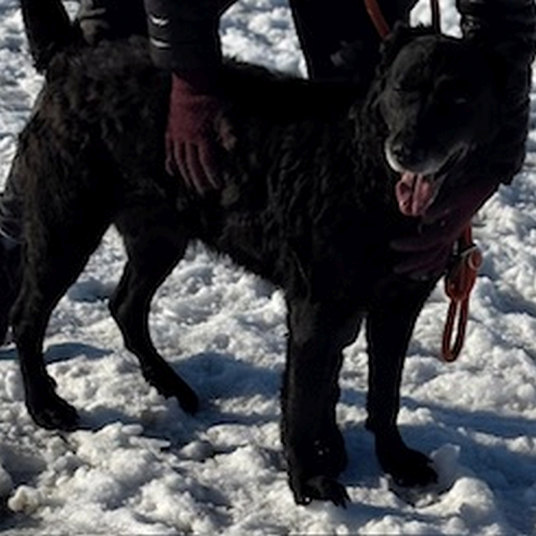 Schwarze Hündin, stehend, rechte Seite, Kopf und Blick nach rechts Richtung Kamera
