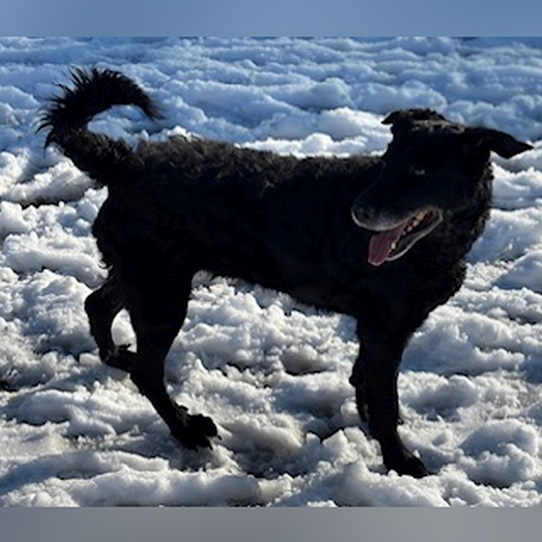 Schwarze Hündin, stehend, rechte Seite, Kopf und Blick nach rechts hinten
