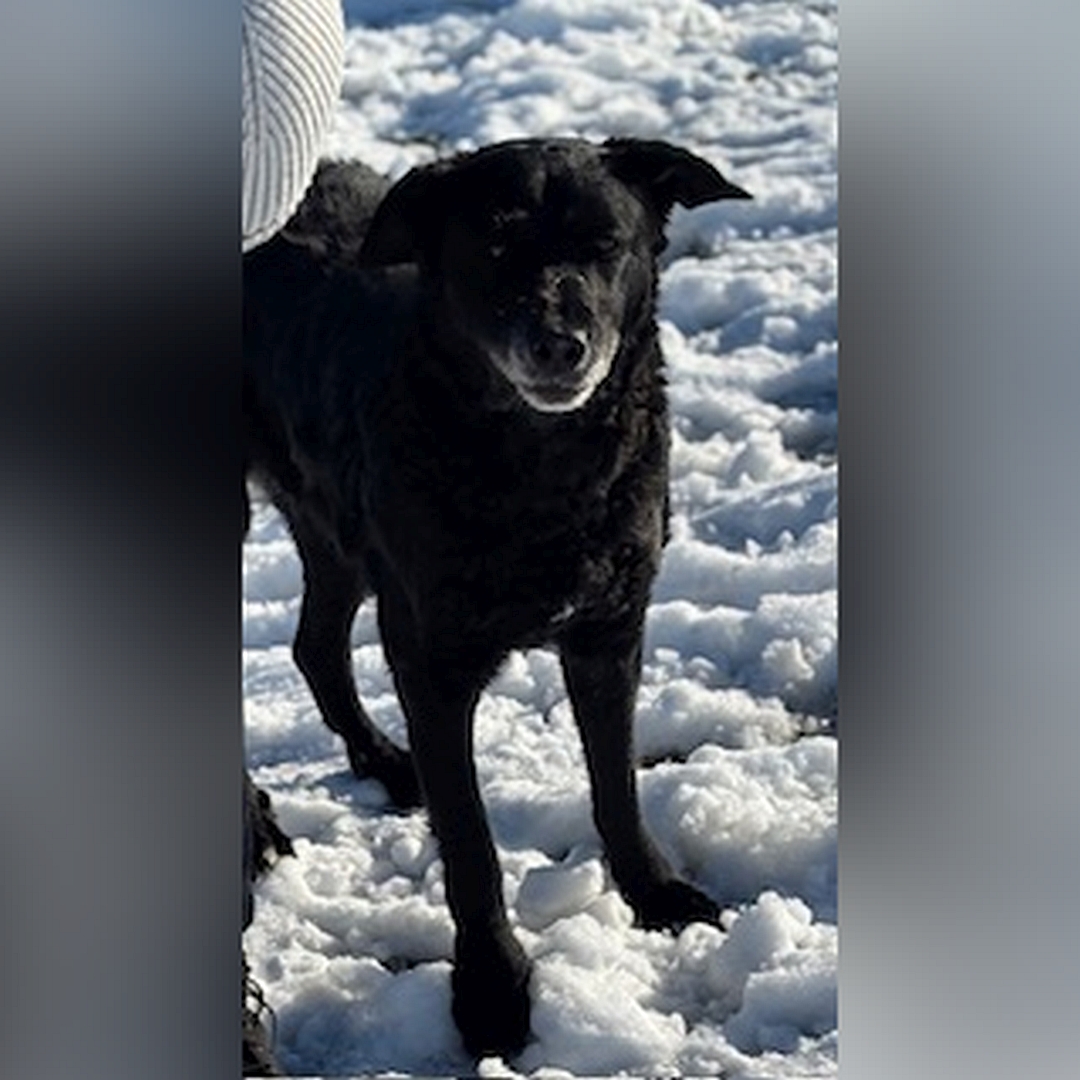 Schwarze Hündin, stehend, von vorn, Blick in Kamera