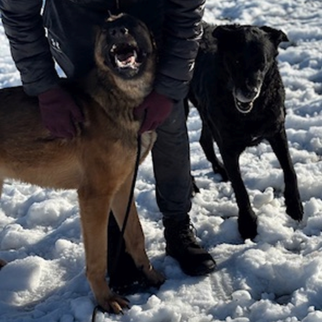 Schwarze Hündin, stehend, von vorn, Kopf und Blick leicht nach unten, rechts daneben eine Person und ein weiterer Hund