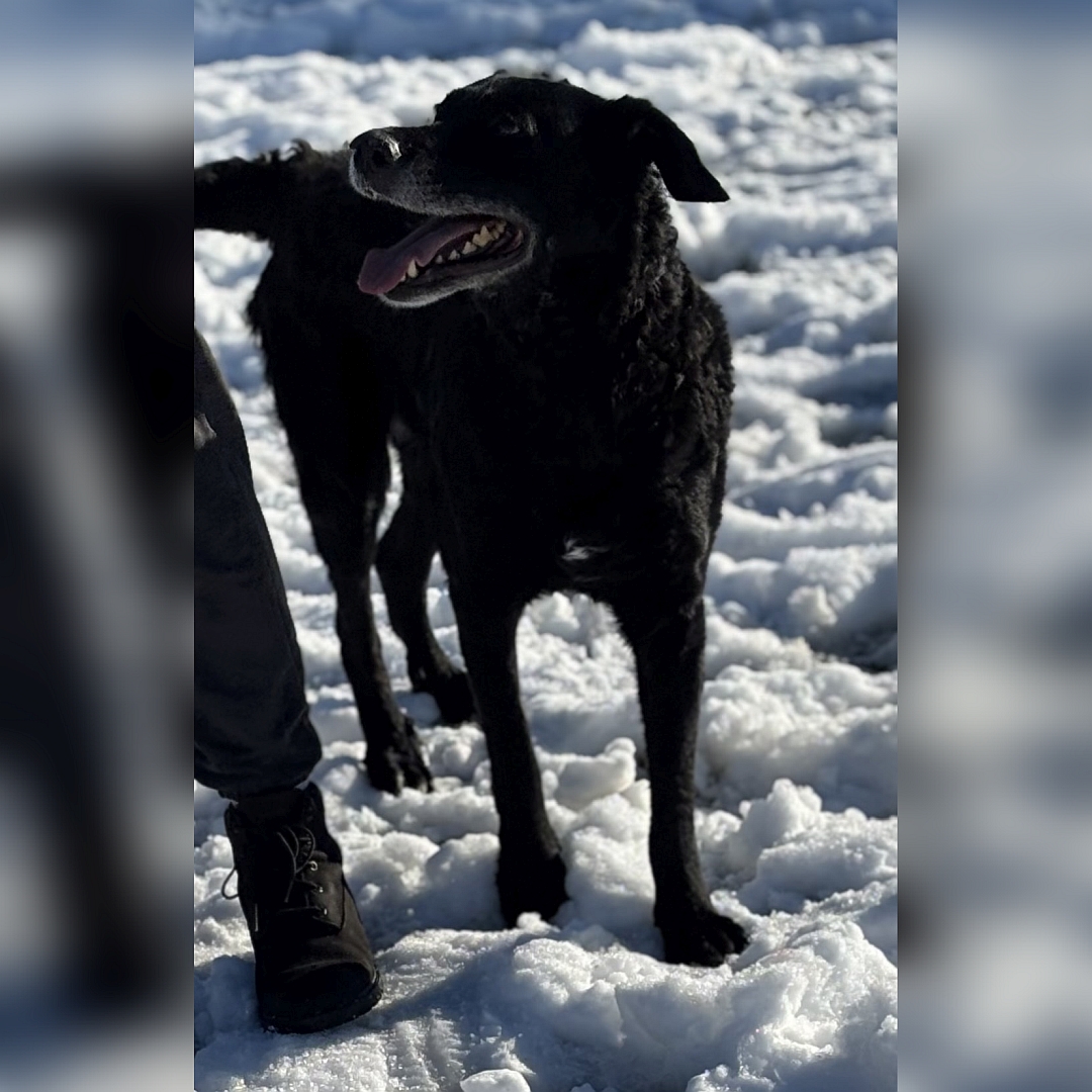 Schwarze Hündin, stehend, von vorn, Kopf und Blick nach rechts zu einer Person