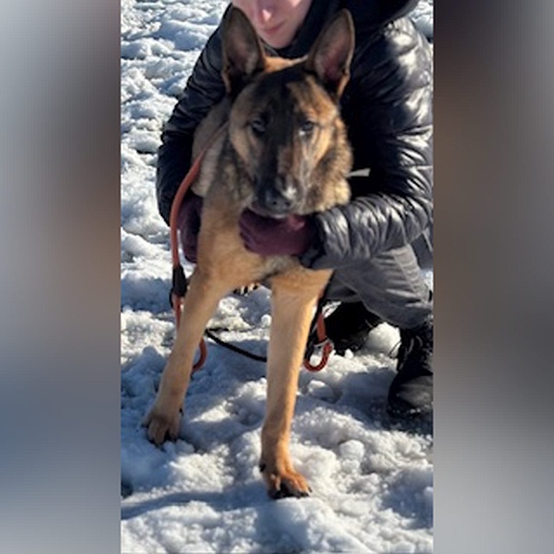 Brauner Rüde, dunkle Maske, stehend, von vorn, Blick in Kamera, wird von einer Person gehalten