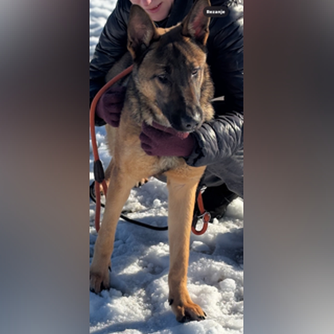 Brauner Rüde, dunkle Maske, stehend, von vorn, Kopf und Blick leicht nach links, wird von einer Person gehalten