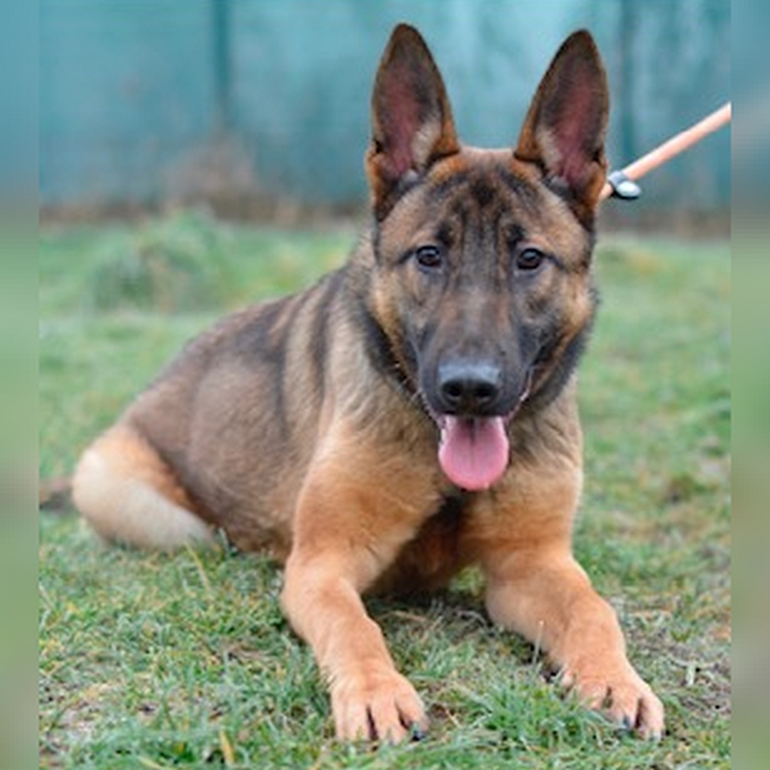 Brauner Rüde, dunkle Maske, liegend, von vorn, Blick in Kamera