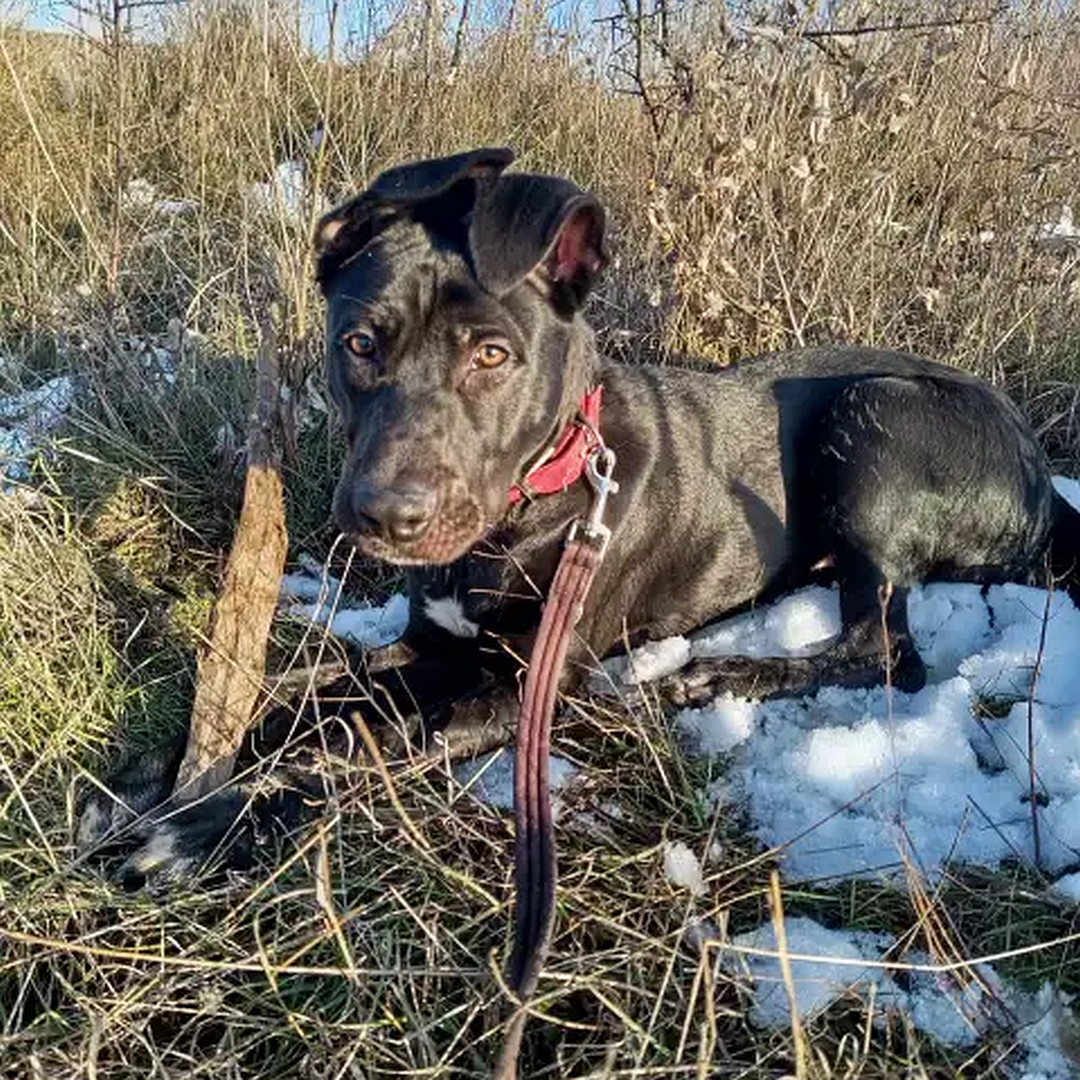 Brauner Rüde, weißer Brustfleck, liegend, von eher links vorn, Kopf und Blick leicht nach links in Richtung Kamera
