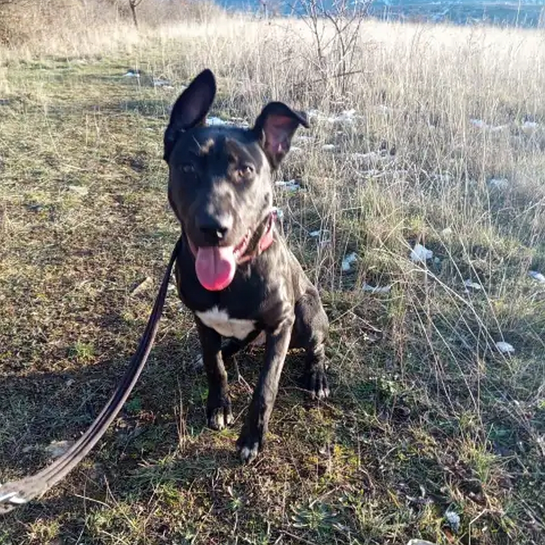 Brauner Rüde, weißer Brustfleck, sitzend, von vorn, Kopf und Blick in Richtung Kamera