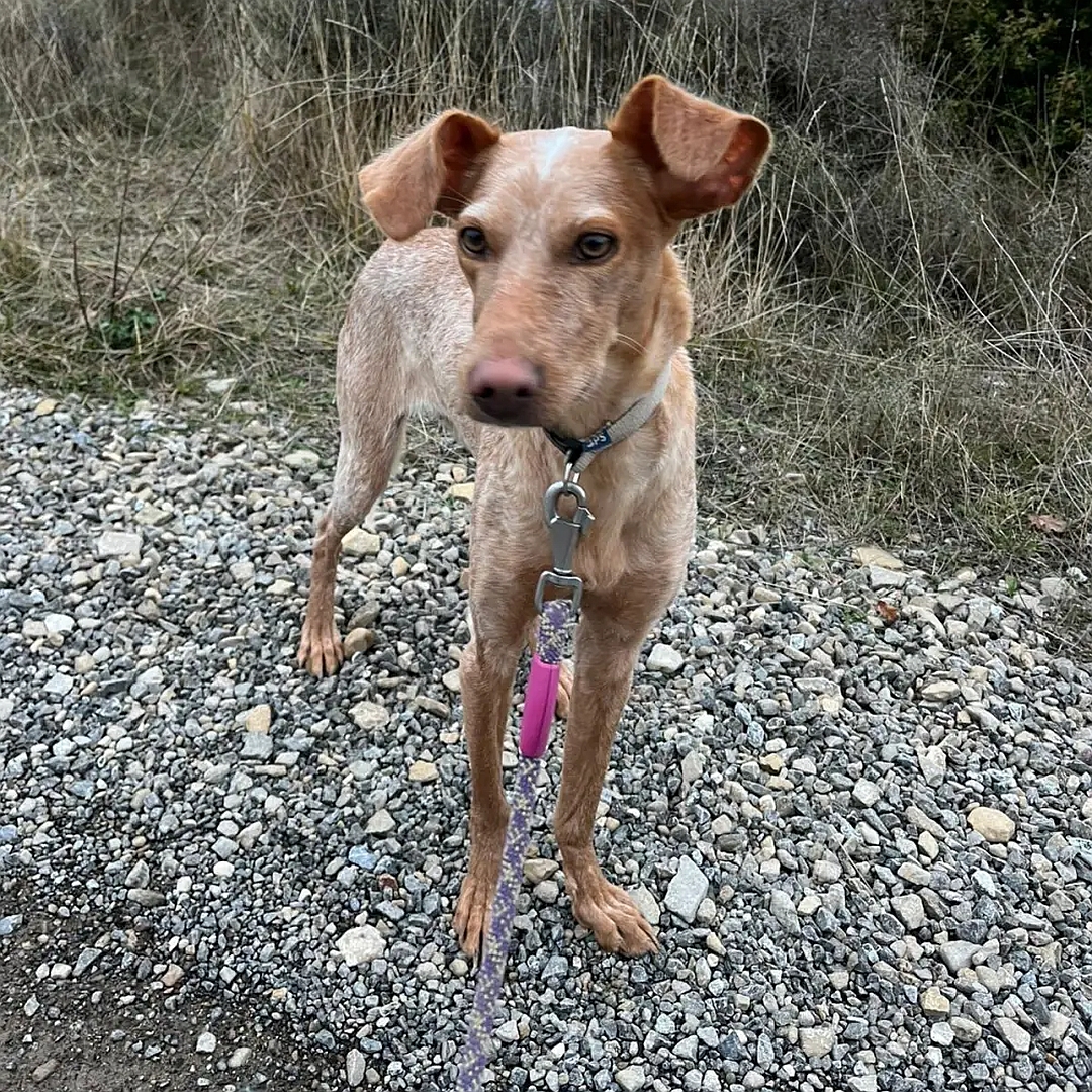 Beige-hellbraune Hündin, stehend, von vorn, Kopf und Blick leicht nach rechts