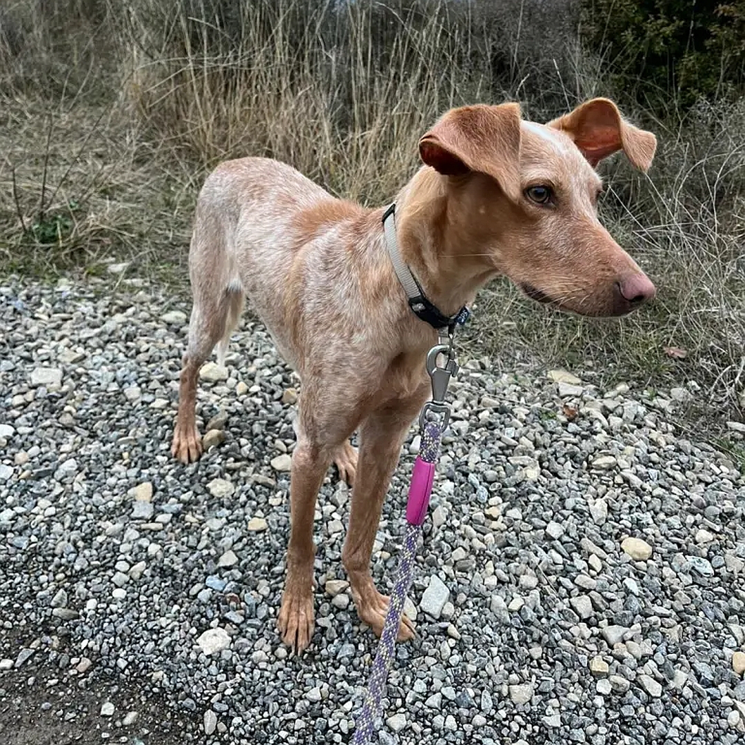 Beige-hellbraune Hündin, stehend, von eher rechts vorn, Kopf und Blick geradeaus