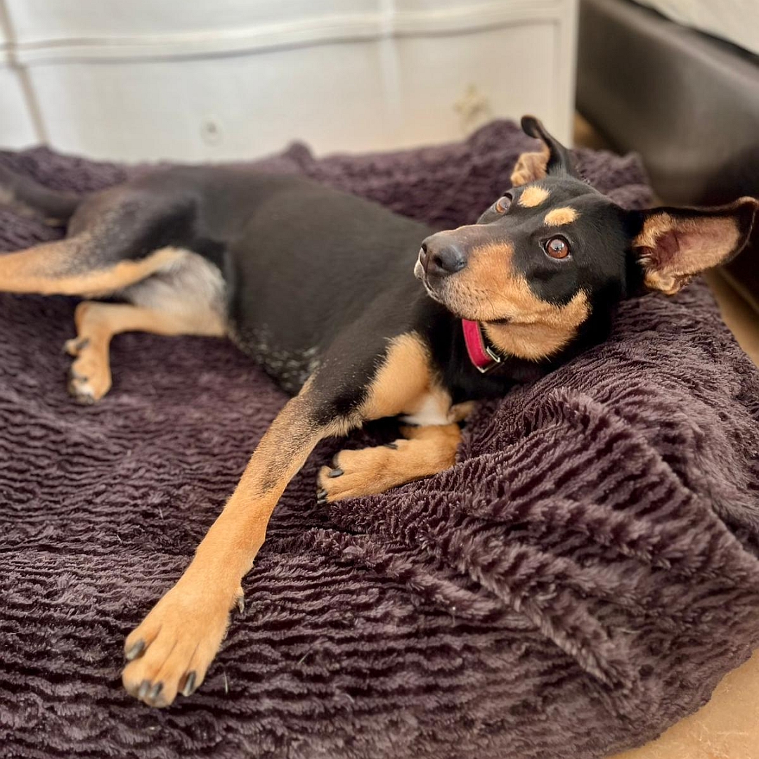 Schwarz-braune Hündin, auf linker Seite liegend, Kopf angehoben, Blick nach links