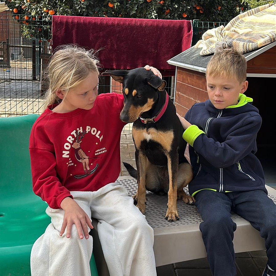 Schwarz-braune Hündin, zwischen zwei Kindern stehend, Kopf und Blick nach rechts unten