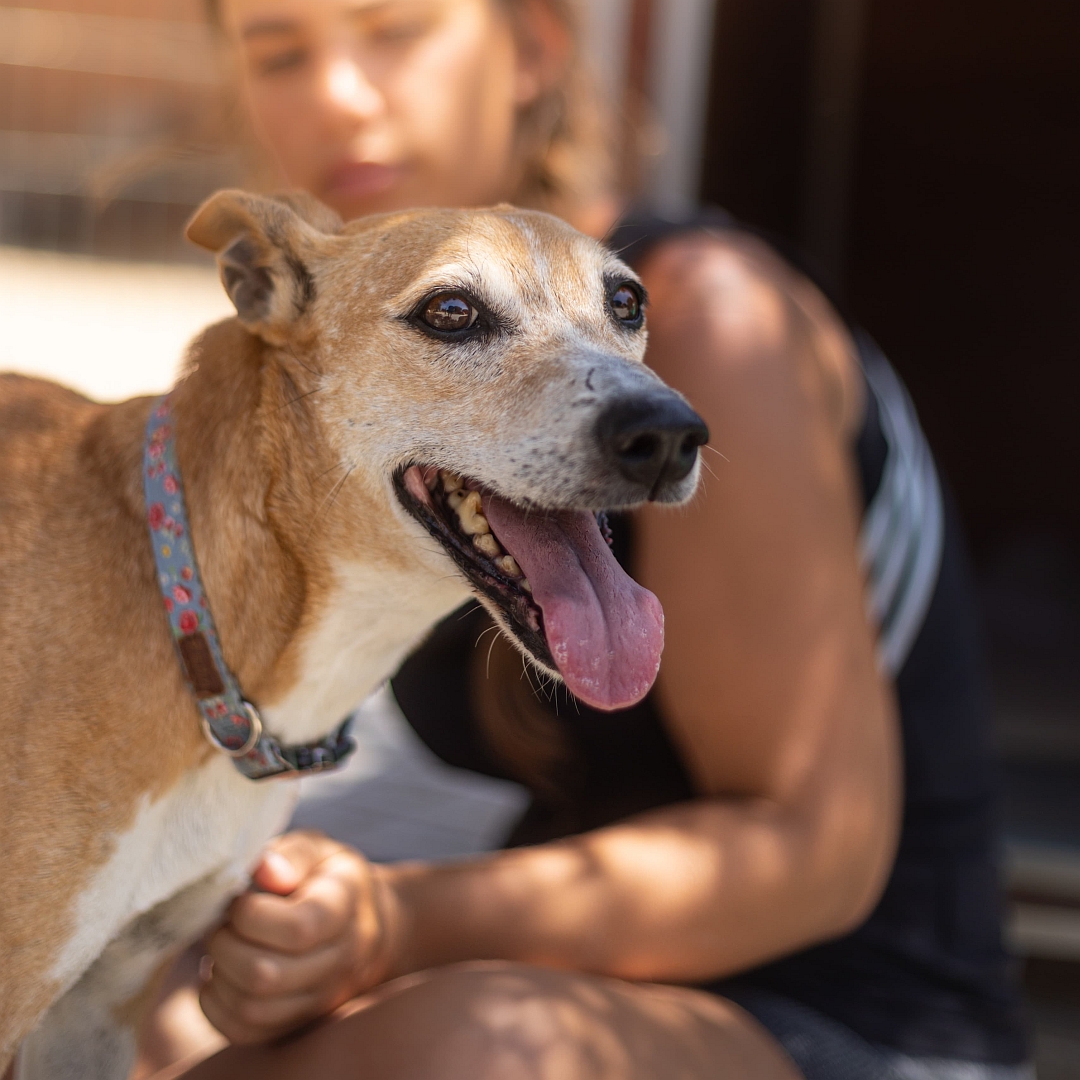Hellbraun-weiße Hündin, seitliches Portrait, von rechts, Kopf und Blick geradeaus