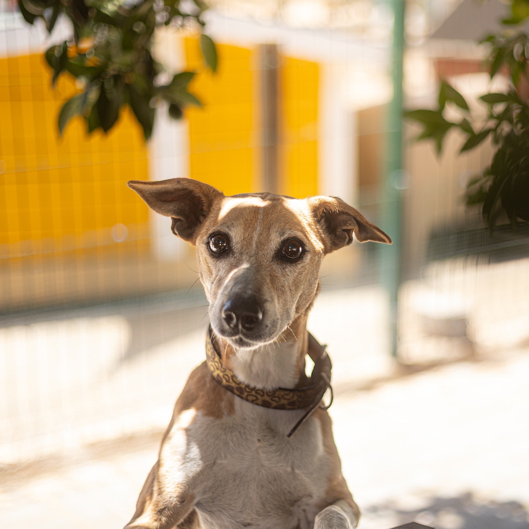 Hellbraun-weiße Hündin, von vorn, Portrait, Kopf und Blick in Kamera