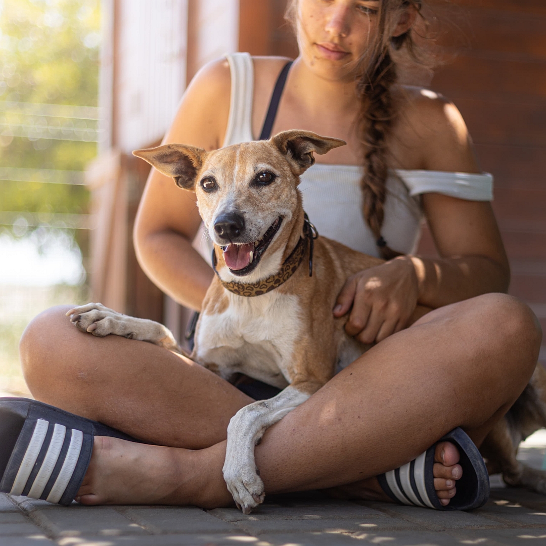 Hellbraun-weiße Hündin, von vorn, liegt im Schoß einer Person, Kopf und Blick geradeaus