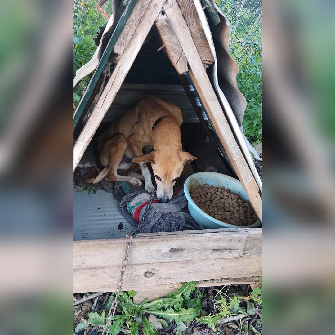 Hellbraun-weiße Hündin, von vorn, geduckt in einem Verschlag, Kopf nach unten