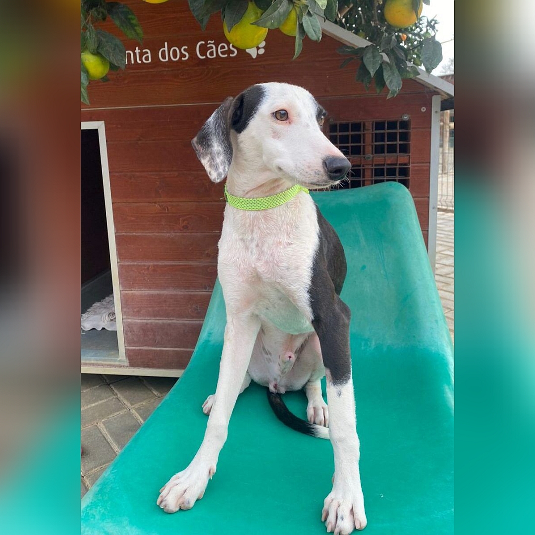 Schwarz-weißer Rüde, sitzend, von vorn, Kopf und Blick nach links