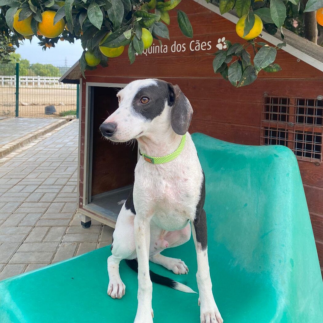 Schwarz-weißer Rüde, sitzend, von vorn, Kopf und Blick leicht nach rechts