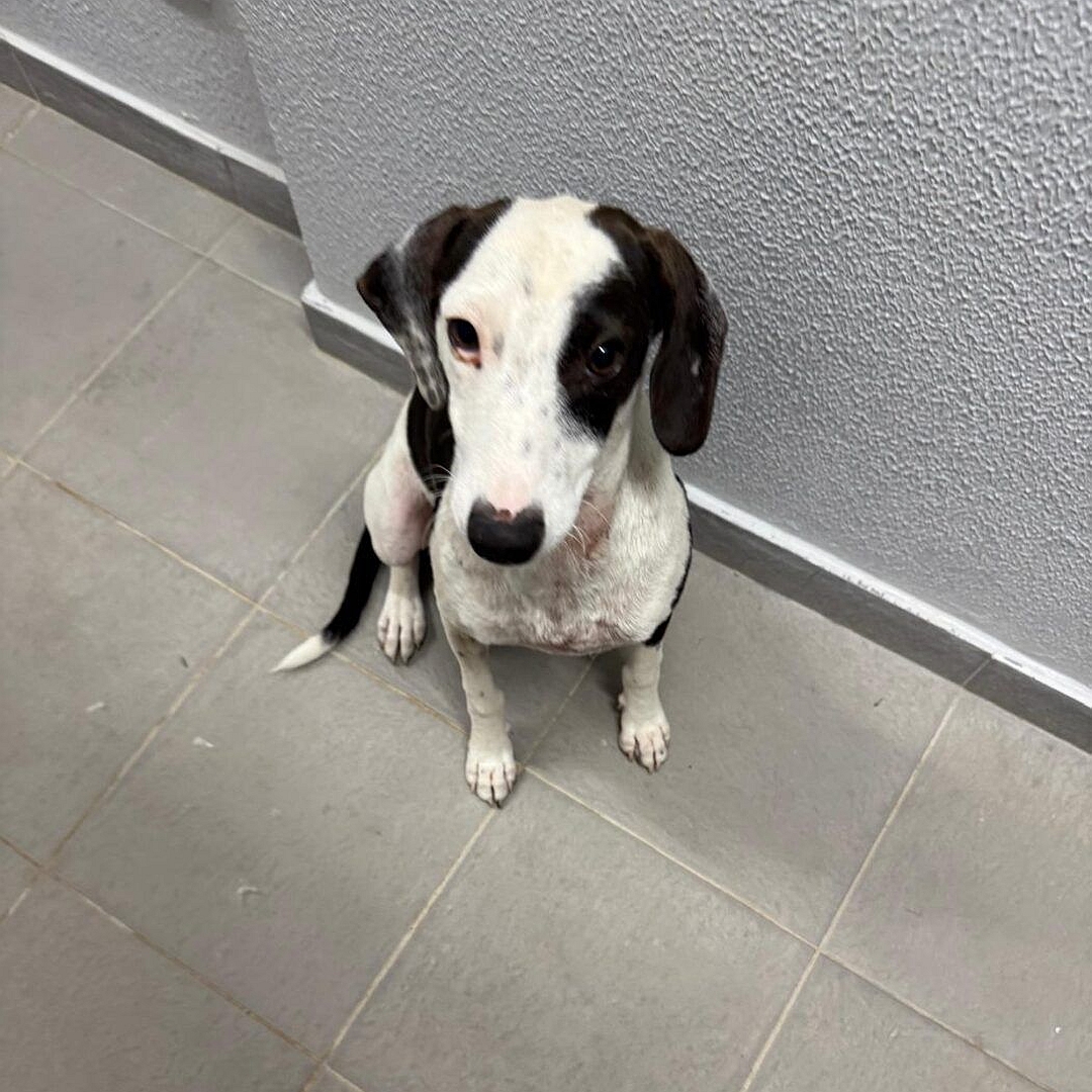 Schwarz-weißer Rüde, sitzend, von vorn oben, Kopf und Blick geradeaus