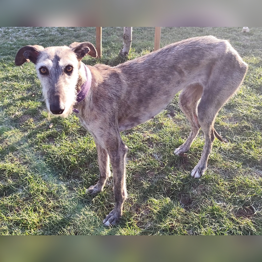 Grau-braun gestromte Hündin, stehend, linke Seite, Blick nach links in Kamera