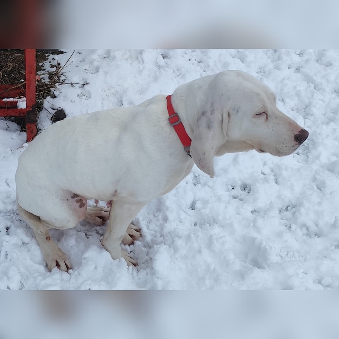 Weiße Hündin, sitzend, rechte Seite, Kopf und Blick geradeaus