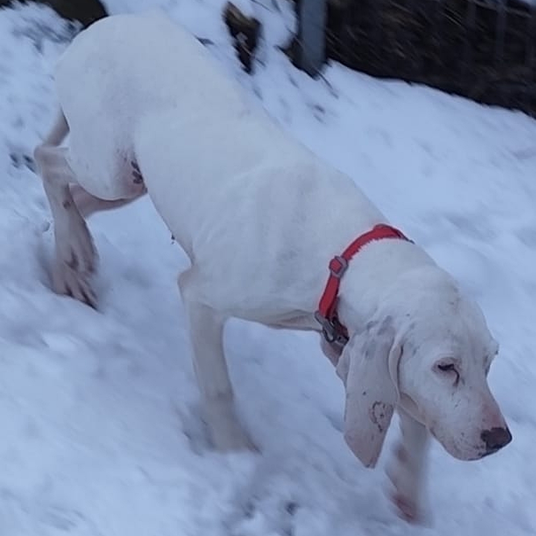 Weiße Hündin, gehend, eher rechte Seite, Kopf und Blick geradeaus