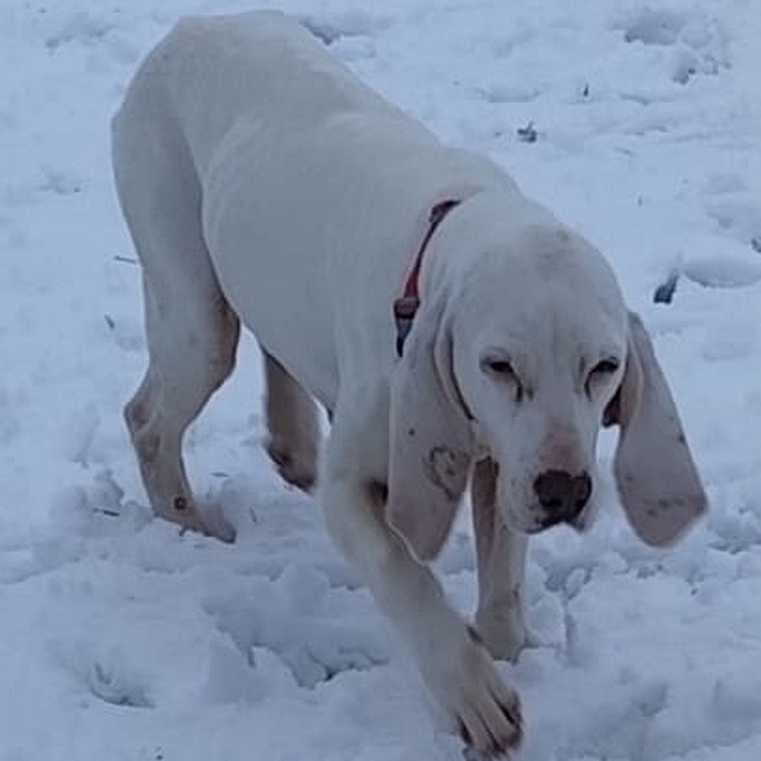 Weiße Hündin, gehend, von eher rechts vorn, Kopf und Blick geradeaus