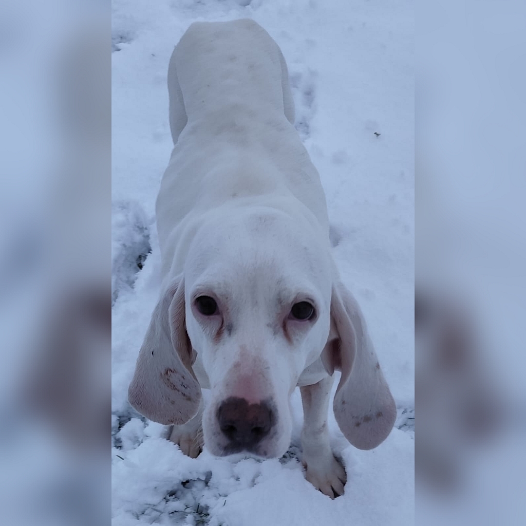Weiße Hündin, stehend, von vorn oben, Blick nach oben in Kamera