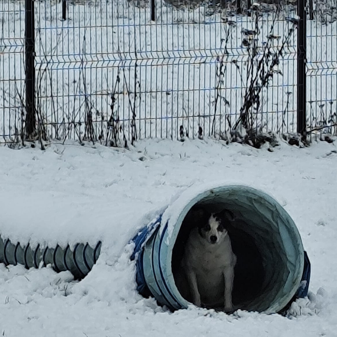 Weiß-schwarze Hündin, im Kriechtunneleingang stehend, von vorn, Blick Richtung Kamera