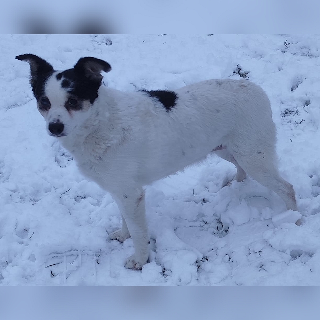 Weiß-schwarze Hündin, stehend, linke Seite, Kopf und Blick leicht nach links Richtung Kamera