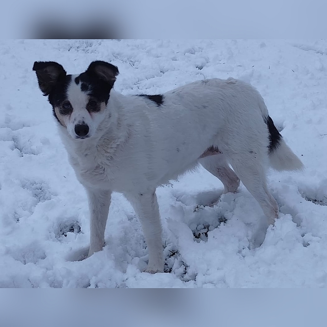 Weiß-schwarze Hündin, stehend, linke Seite, Kopf und Blick nach links Richtung Kamera