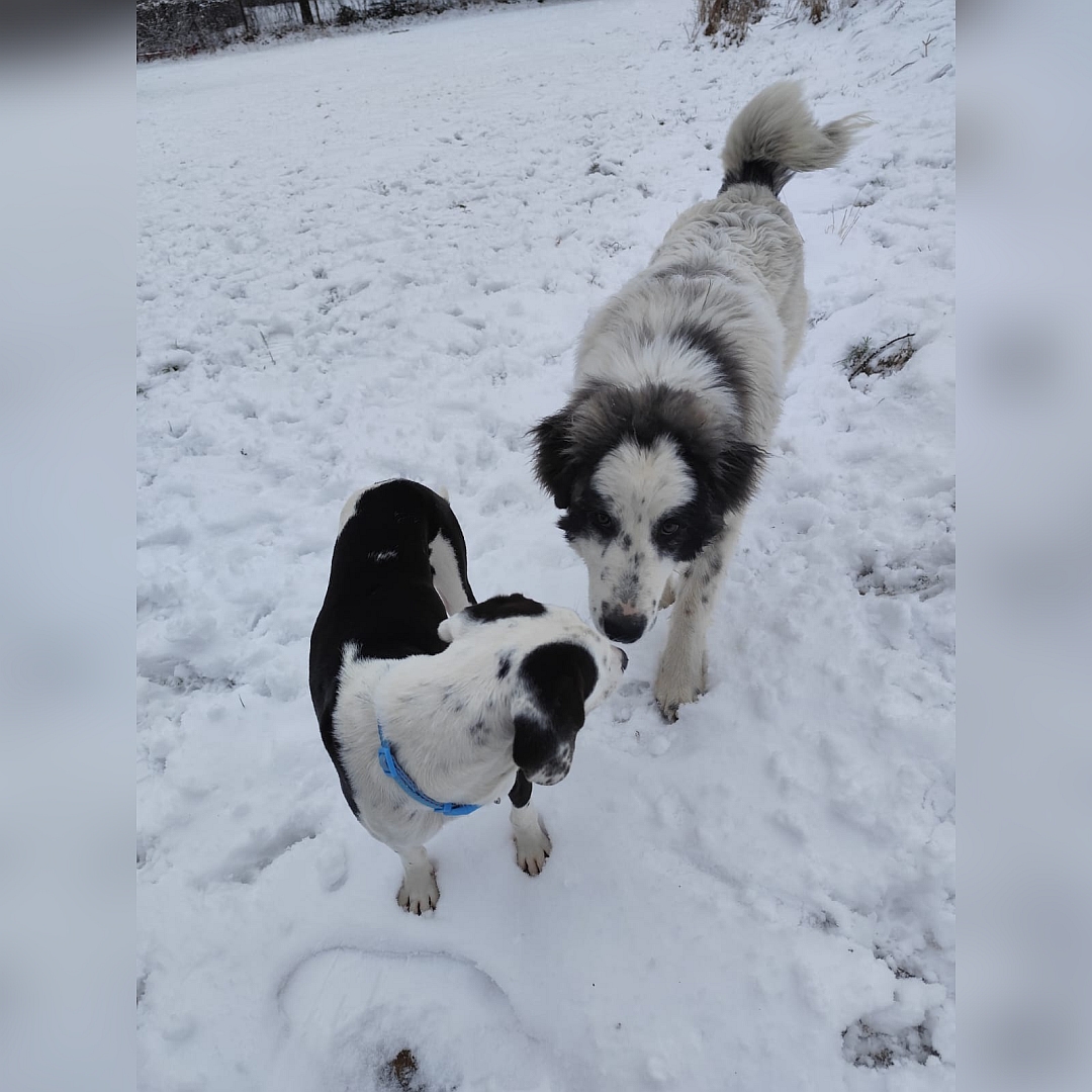 Weiße Hündin, graue Ohren, gehend, von vorn, Blick nach vorn zu einem anderen Hund direkt vor ihr