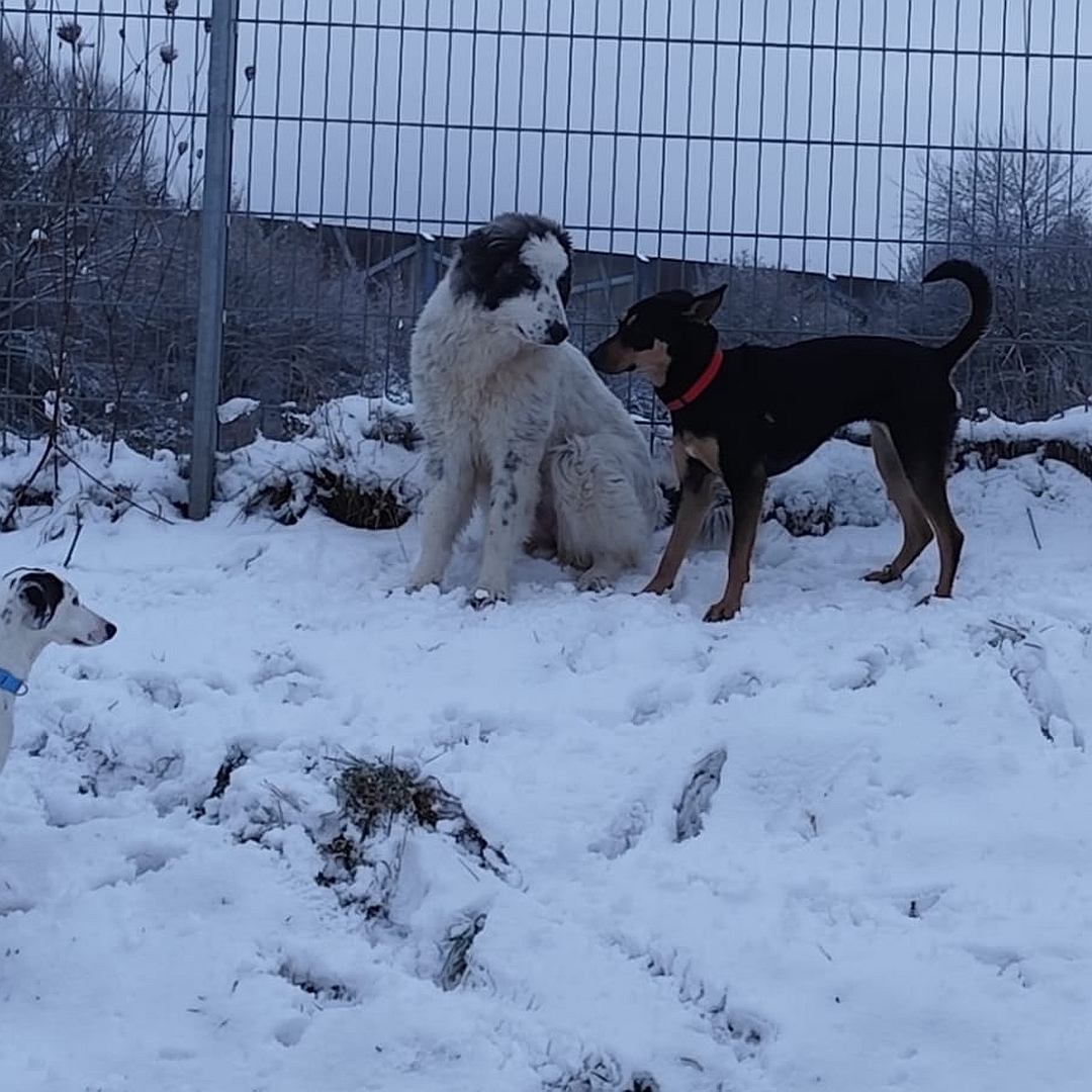 Weiße Hündin, graue Ohren, sitzend, linke Seite, Kopf und Blick nach links zu einem anderen Hund neben ihr