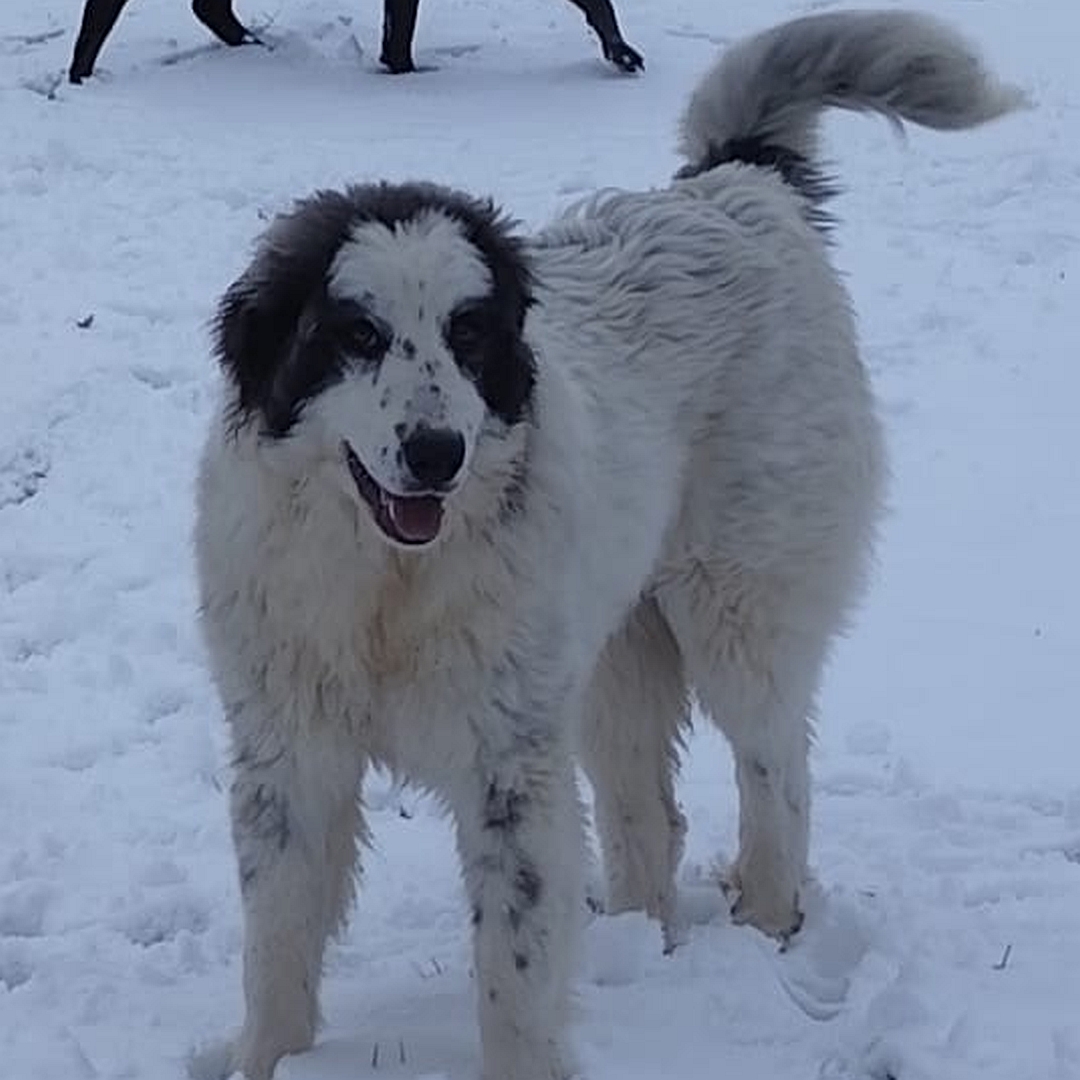 Weiße Hündin, graue Ohren, stehend, von vorn, Blick in Kamera