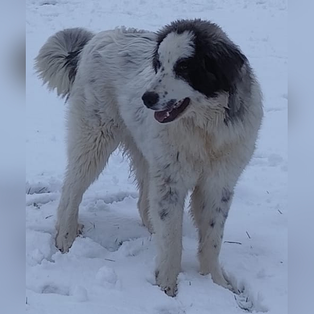 Weiße Hündin, graue Ohren, stehend, von eher rechts vorn, Kopf und Blick rechts