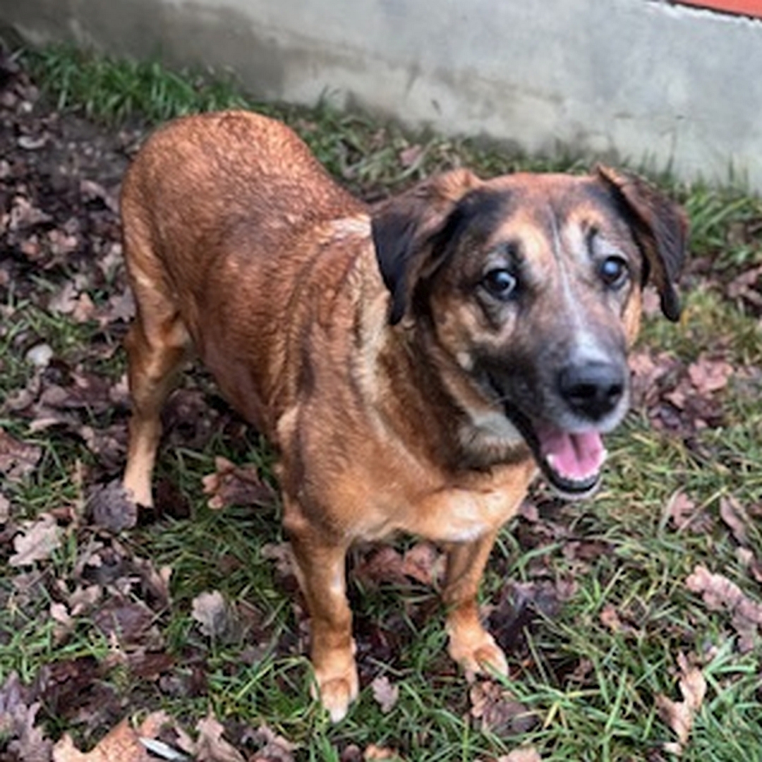 Braune Hündin, stehend, von eher rechts vorn oben, Blick nach oben in Kamera