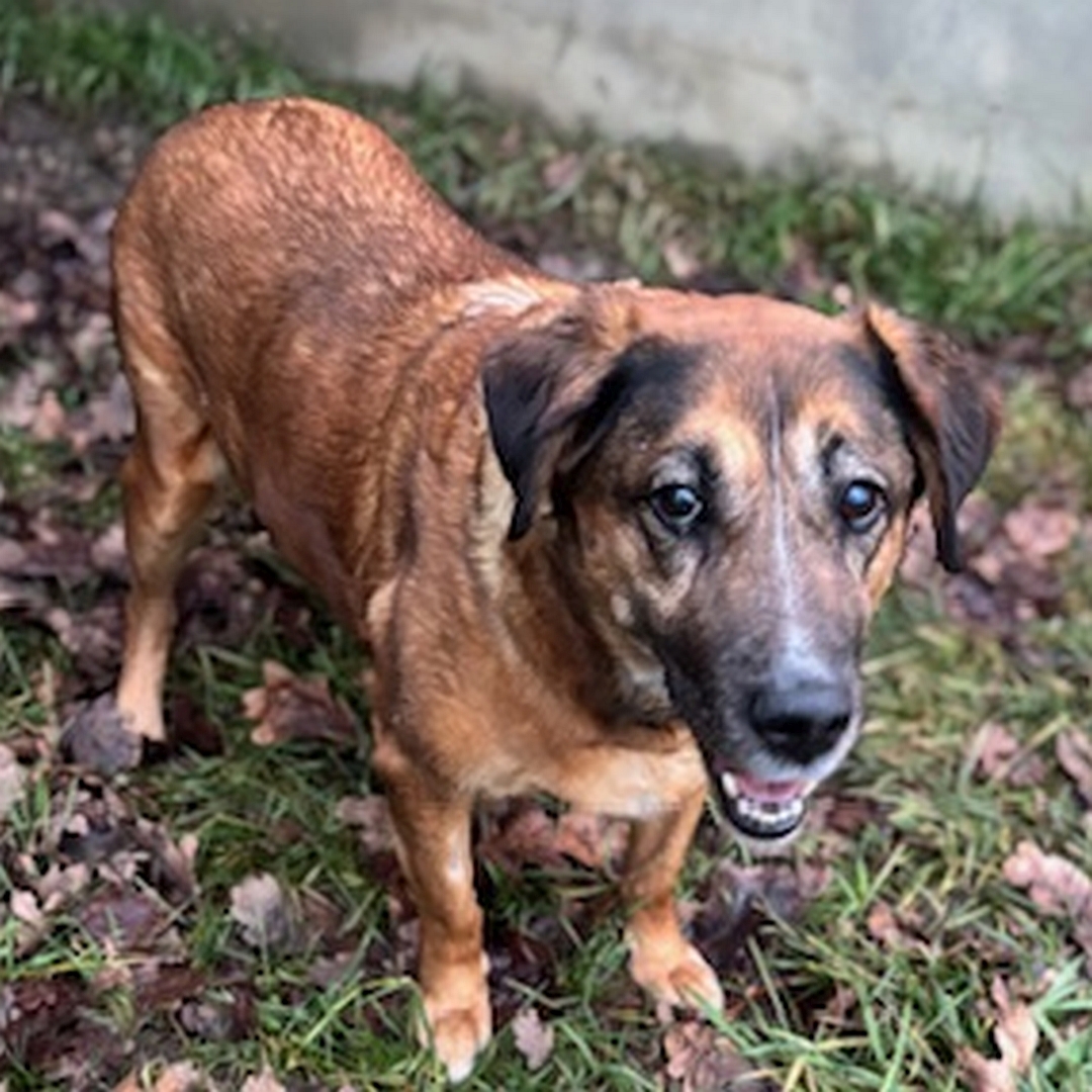 Braune Hündin, stehend, von eher rechts vorn oben, Blick nach oben in Kamera