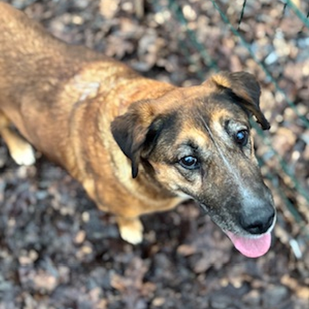 Braune Hündin, stehend, von eher rechts vorn oben, Blick nach oben in Kamera