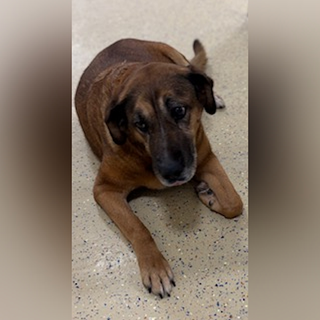 Braune Hündin, liegend, von vorn, Kopf und Blick leicht nach rechts