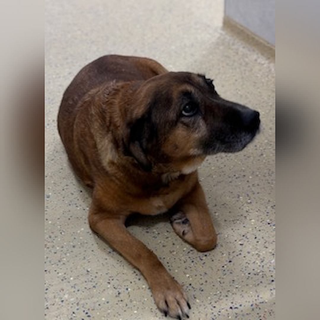 Braune Hündin, liegend, von vorn, Kopf und Blick nach links oben
