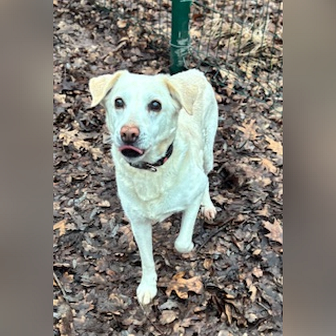 Weiße Hündin, stehend, von vorn oben, Blick nach oben zu einer Person