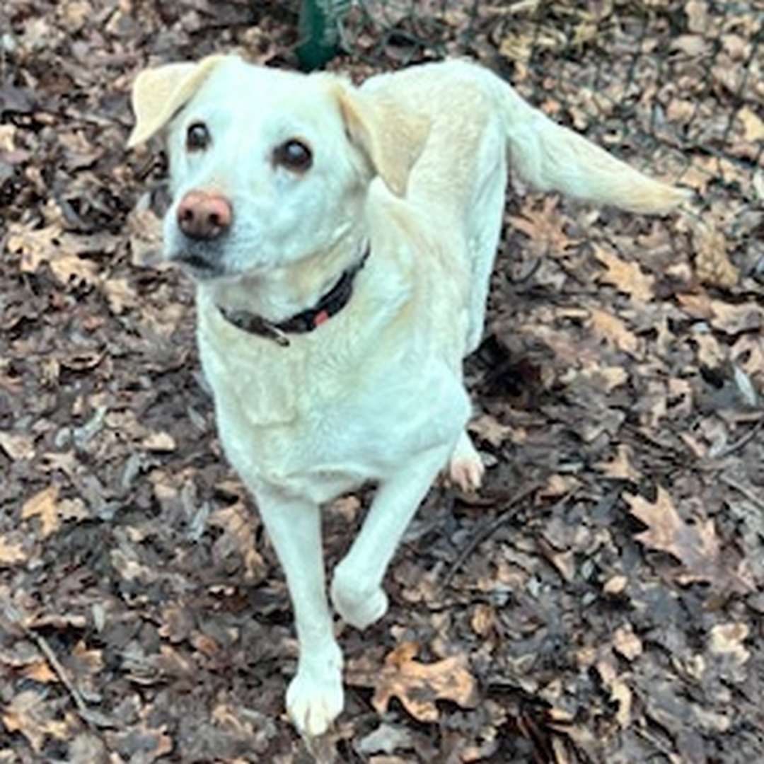 Weiße Hündin, stehend, von vorn oben, Blick nach oben zu einer Person