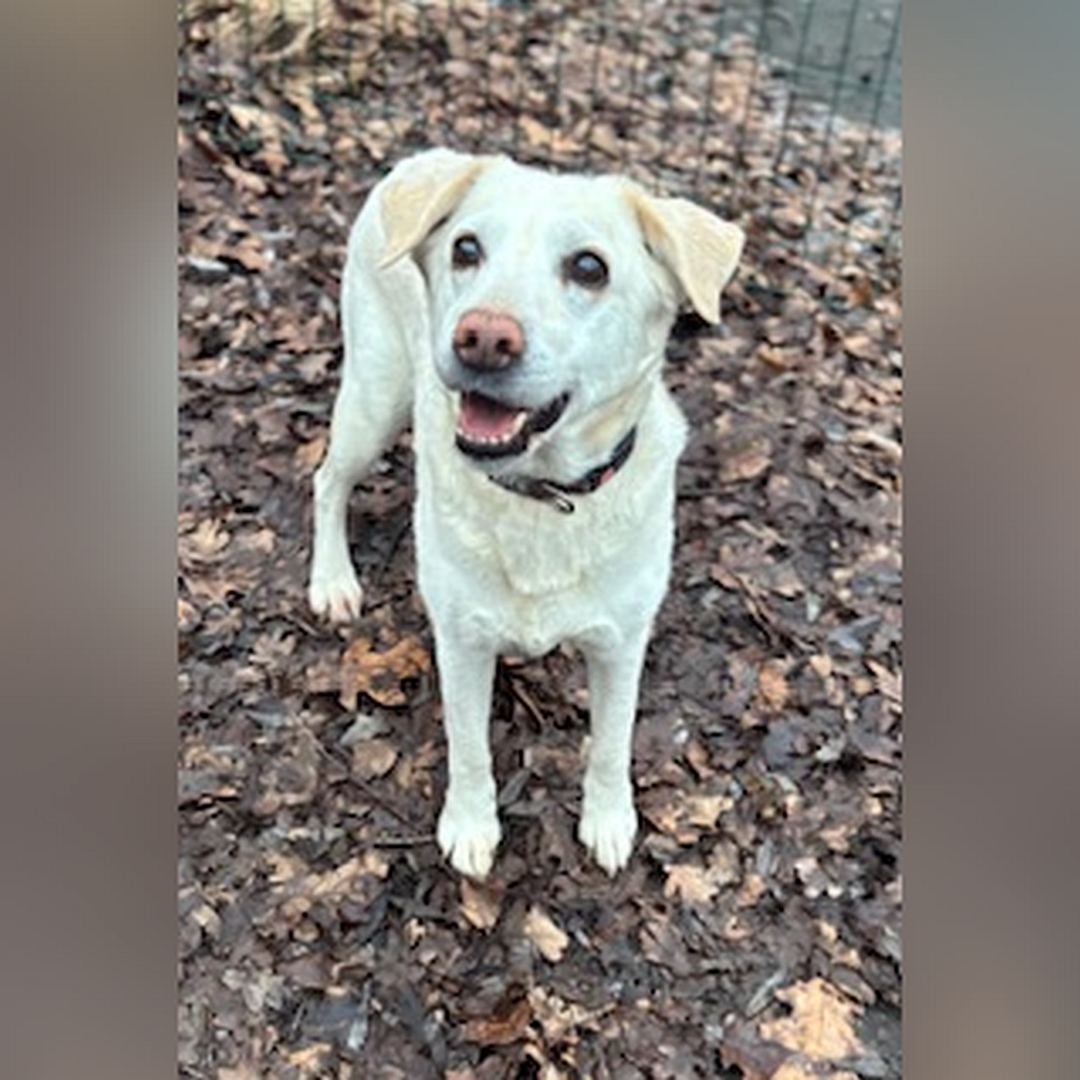 Weiße Hündin, stehend, von vorn oben, Blick nach oben zu einer Person