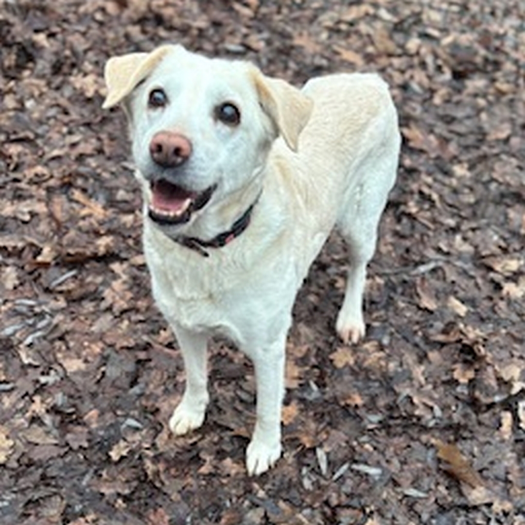 Weiße Hündin, stehend, von eher links vorn, Blick nach oben zu einer Person