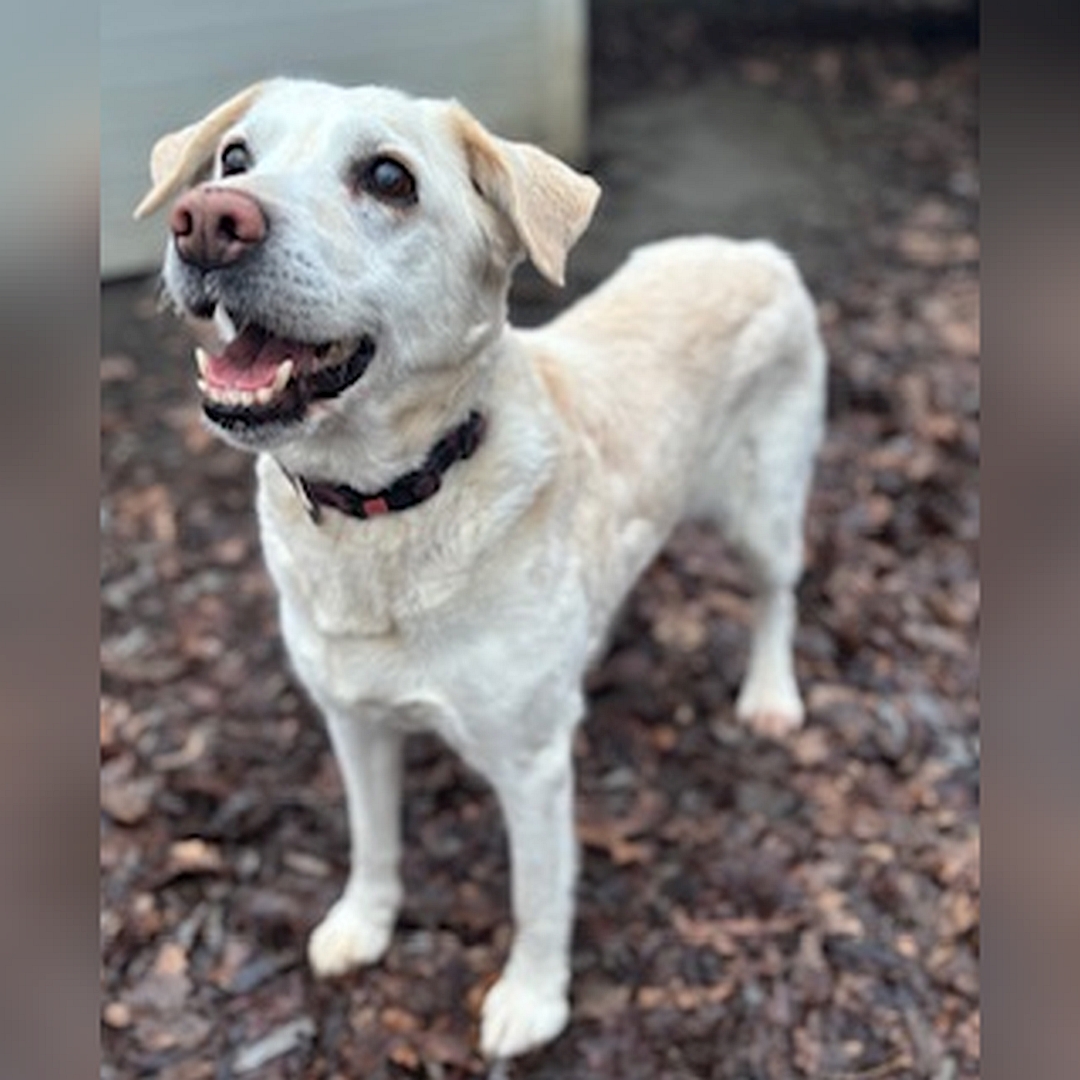 Weiße Hündin, stehend, von eher links vorn, Blick nach oben zu einer Person
