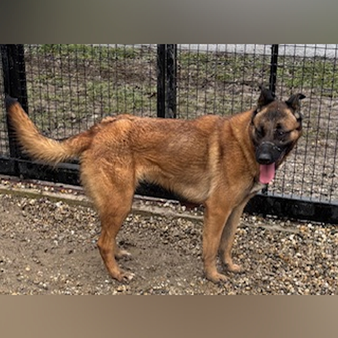 Hellbraune Hündin, schwarze Maske, stehend, rechte Seite, Kopf und Blick nach rechts hinten
