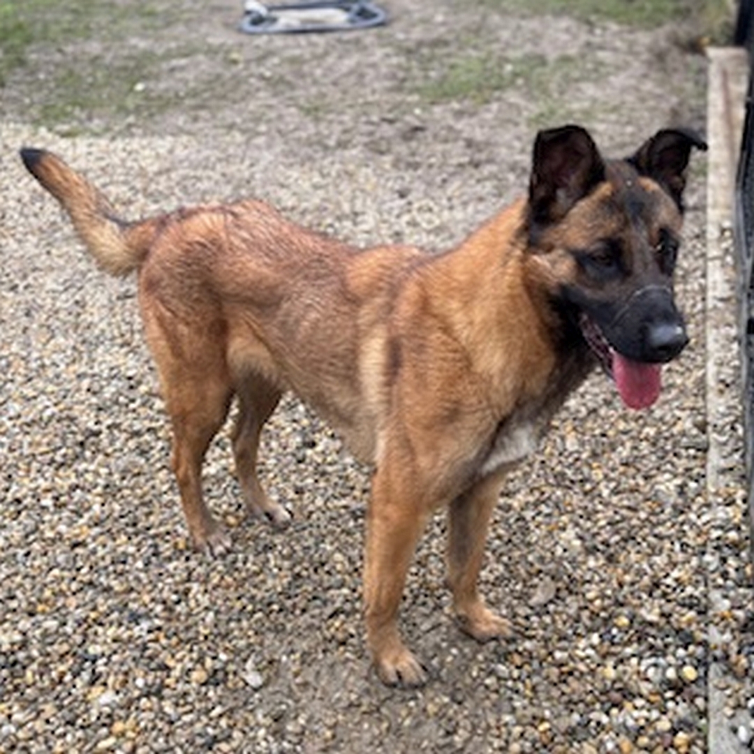 Hellbraune Hündin, schwarze Maske, stehend, eher rechte Seite, Kopf und Blick geradeaus