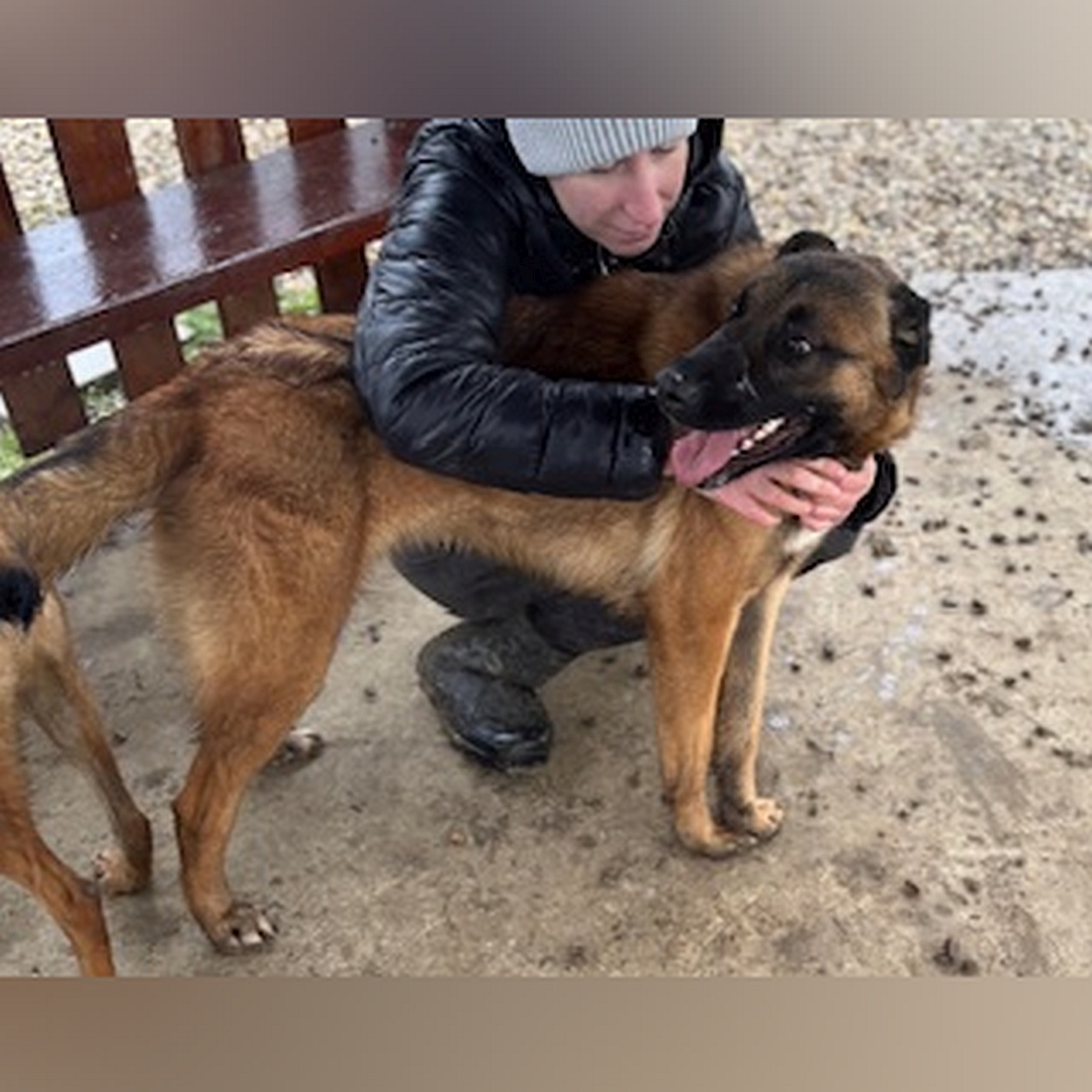 Hellbraune Hündin, schwarze Maske, stehend, rechte Seite, Kopf und Blick nach rechts hinten oben zu einer Person, die sie im Arm hält