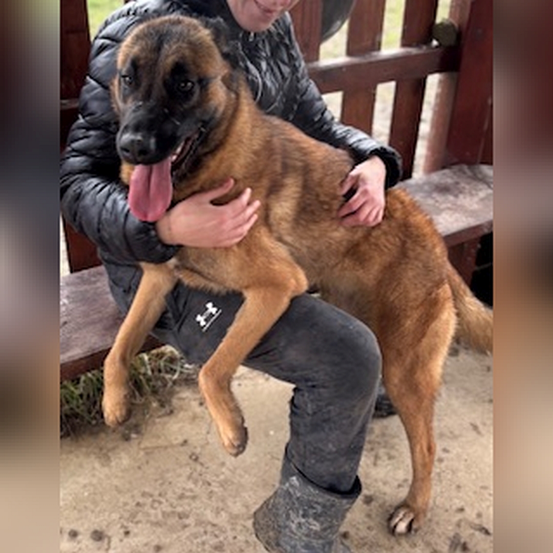 Hellbraune Hündin, schwarze Maske, auf zwei Beinen stehend, Vorderläufe hängen über dem Knie einer Person, die sie umarmt, von eher links vorn, Kopf und Blick nach links Richtung Kamera