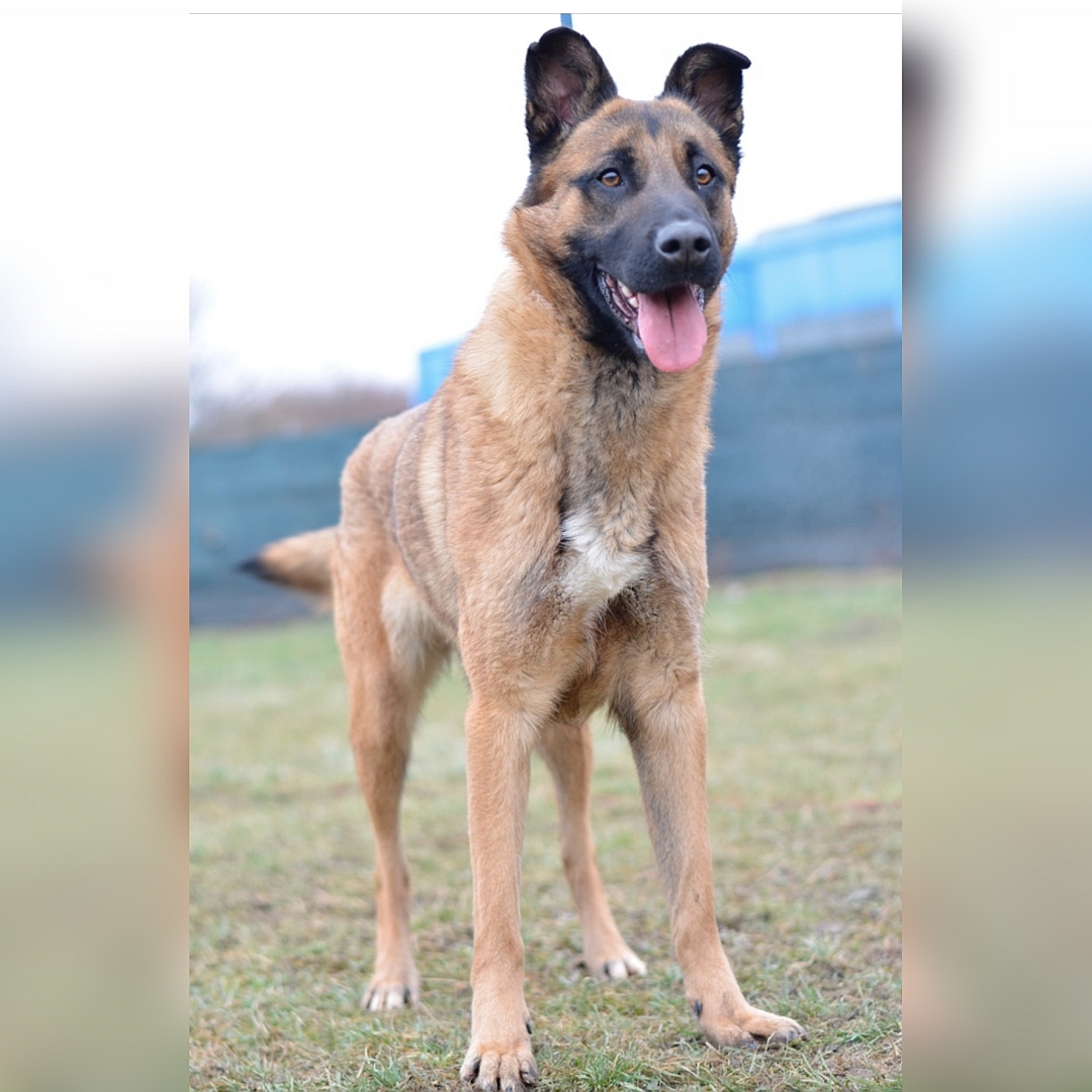 Hellbraune Hündin, schwarze Maske, stehend, von vorn, Blick geradeaus