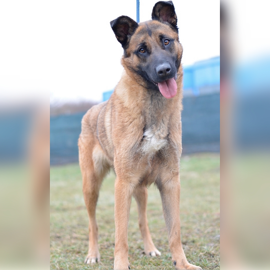 Hellbraune Hündin, schwarze Maske, stehend, von vorn, Kopf fragend nach rechts geneigt, Blick in Kamera