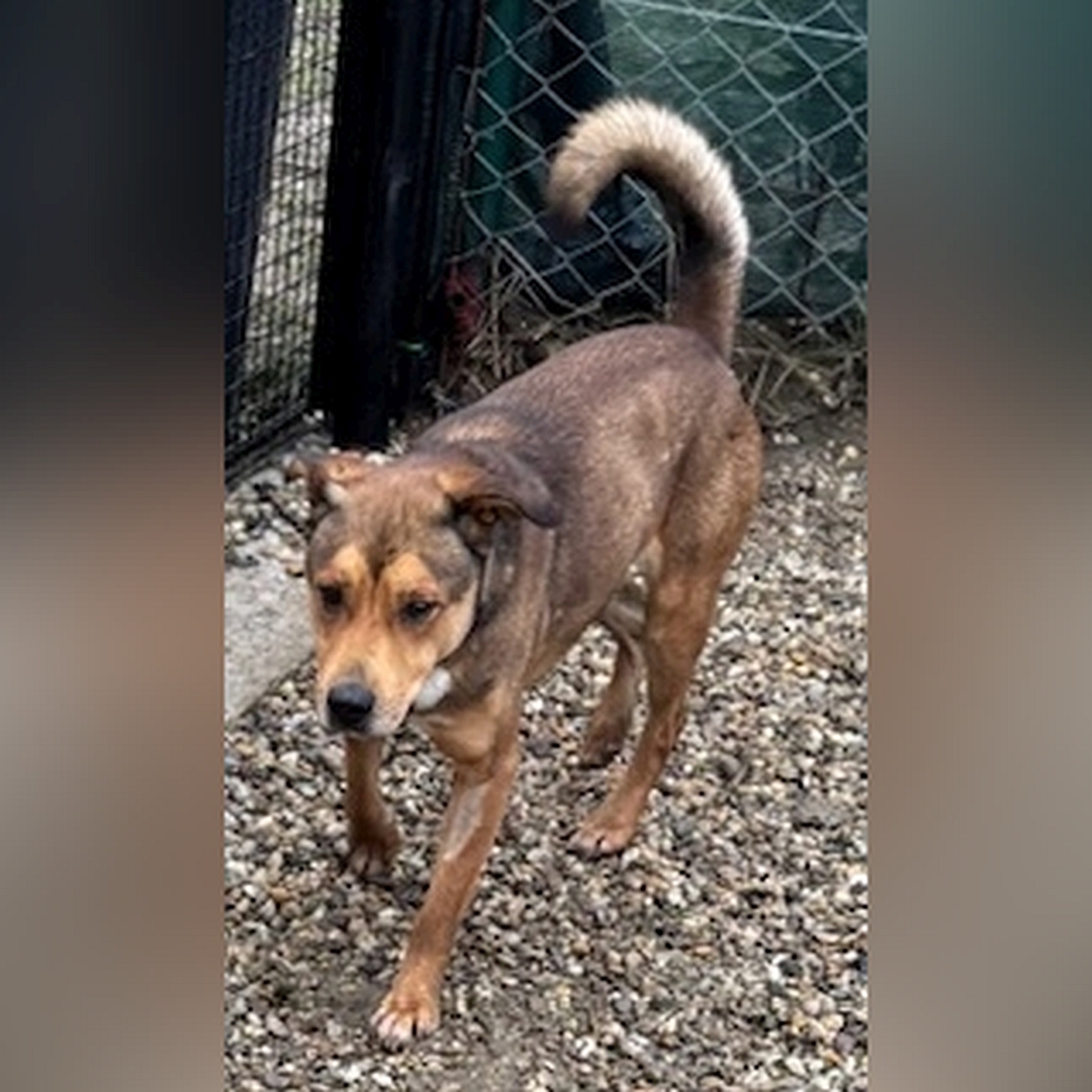 Brauner Rüde, gehend, von eher links vorn, Kopf und Blick geradeaus